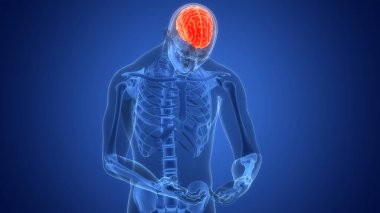 İnsan Sinir Sistemi Beyin Anatomisi Merkezi Organı. 