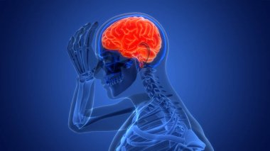 İnsan Sinir Sistemi Beyin Anatomisi Merkezi Organı. 