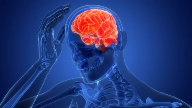 İnsan Sinir Sistemi Beyin Anatomisi Merkezi Organı. 