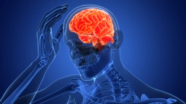 İnsan Sinir Sistemi Beyin Anatomisi Merkezi Organı. 