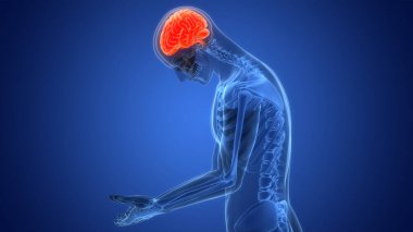 İnsan Sinir Sistemi Beyin Anatomisi Merkezi Organı. 