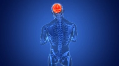 İnsan Sinir Sistemi Beyin Anatomisi Merkezi Organı. 