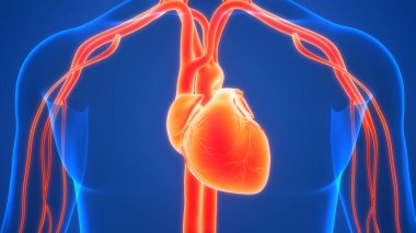 İnsan Dolaşım Sistemi Kalp Anatomisi. Üç Boyut