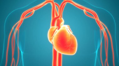 İnsan Dolaşım Sistemi Kalp Anatomisi. Üç Boyut