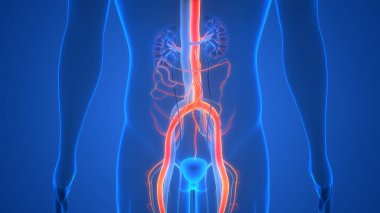 Üriner sistem 3d illüstrasyon, insan organları anatomi afiş       