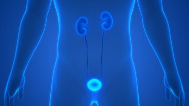 Üriner sistem 3d illüstrasyon, insan organları anatomi afiş       