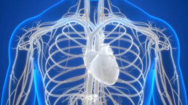 İnsan Dolaşım Sistemi Kalp Anatomisi. Üç Boyut