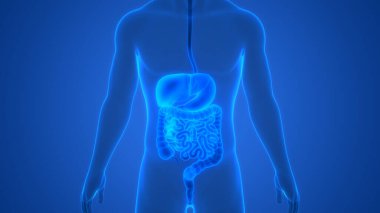İnsan Sindirim Sistemi Anatomisi. Üç Boyut