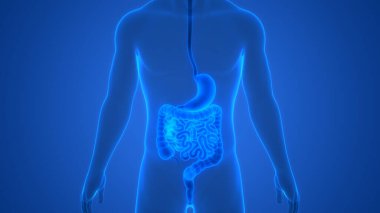 İnsan Sindirim Sistemi Anatomisi. Üç Boyut