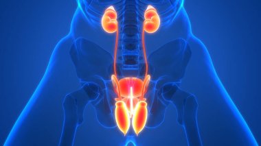 İdrar torbası anatomisi olan insan böbrekleri. Üç Boyut