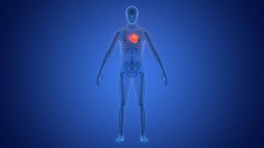 İnsan Dolaşım Sistemi Kalp Anatomisi. Üç Boyut