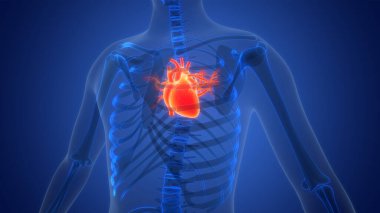 İnsan Dolaşım Sistemi Kalp Anatomisi. Üç Boyut