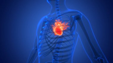 İnsan Dolaşım Sistemi Kalp Anatomisi. Üç Boyut