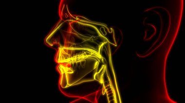 İnsan Solunum Sistemi Larinks ve Gırtlak Anatomisi. Üç Boyut