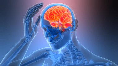 İnsan Sinir Sistemi Beyin Anatomisi Merkezi Organı. 