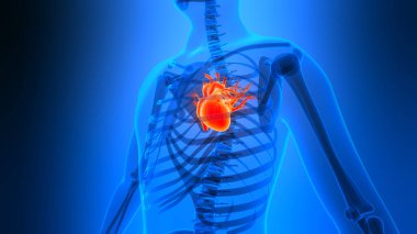 İnsan Dolaşım Sistemi Kalp Anatomisi. Üç Boyut