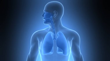 İnsan Solunum Sistemi Akciğerleri Anatomisi. Üç Boyut 