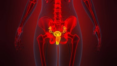 Kadın Üreme Sistemi Anatomisi. Üç Boyut