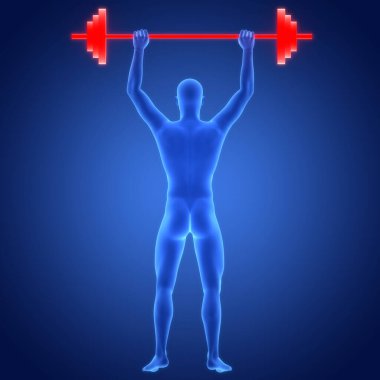 Ağırlık Anatomisi ile İnsan Ağırlığı Kaldırma Halteri. Üç Boyut    