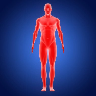 İnsan Kas Uyumu Vücut Anatomisi. Üç Boyut
