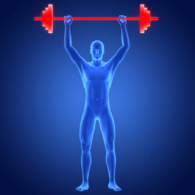 Ağırlık Anatomisi ile İnsan Ağırlığı Kaldırma Halteri. Üç Boyut    