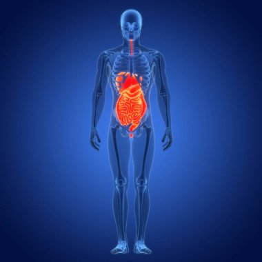 İnsan Sindirim Sistemi Anatomisi. Üç Boyut