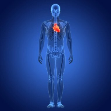 İnsan Dolaşım Sistemi Kalp Anatomisi. Üç Boyut