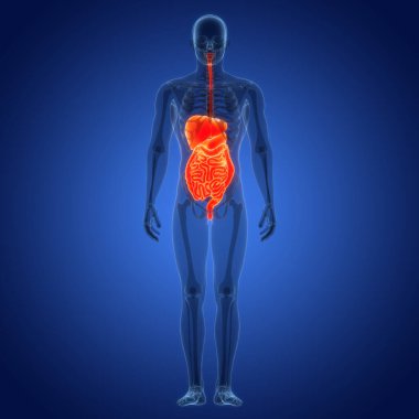 İnsan Sindirim Sistemi Anatomisi. Üç Boyut