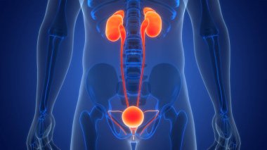 Üriner sistem 3d illüstrasyon, insan organları anatomi afiş       