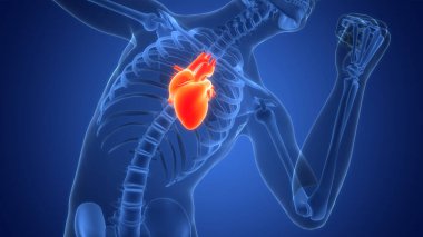 İnsan Dolaşım Sistemi Kalp Anatomisi. Üç Boyut