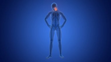 Omurilik Anatomisi (Servikal Omurga). 3D - Görüntü