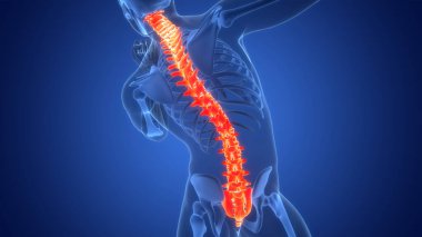 İnsan iskelet sistemi anatomisinin omurilik omurgası. Üç Boyut