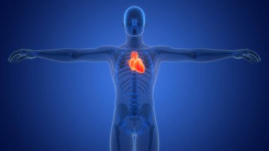 İnsan Dolaşım Sistemi Kalp Anatomisi. Üç Boyut