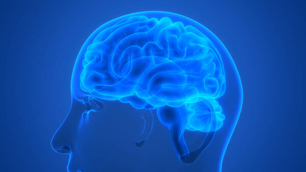 Центральный орган нервной системы человека Анатомия мозга. 