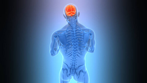 Центральный орган нервной системы человека Анатомия мозга. 