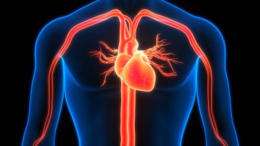 İnsan Dolaşım Sistemi Kalp Anatomisi 'nin 3B İllüstrasyon Kavramı