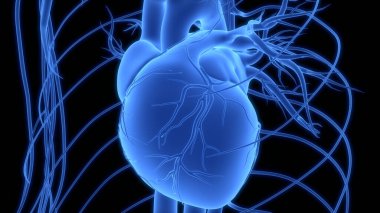 İnsan Dolaşım Sistemi Kalp Anatomisi 'nin 3B İllüstrasyon Kavramı