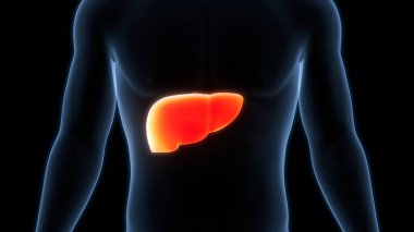 İnsan İç Sindirim Organ Karaciğeri Anatomisi 3 boyutlu Görüntü