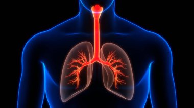 İnsan Solunum Sistemi 'nin 3B Görüntü Anatomisi Akciğerleri