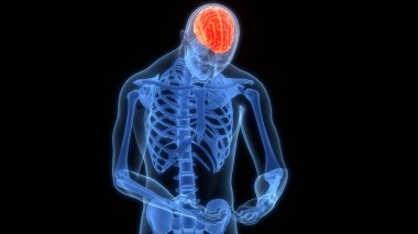 İnsan Sinir Sistemi Anatomisi Merkezi Organı 'nın 3B İllüstrasyonu