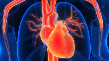İnsan Dolaşım Sistemi Kalp Anatomisi 'nin 3B İllüstrasyon Kavramı