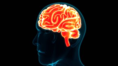 İnsan Sinir Sistemi Anatomisi Merkezi Organı 'nın 3B İllüstrasyonu