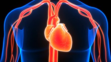 İnsan Dolaşım Sistemi Kalp Anatomisi 'nin 3B İllüstrasyon Kavramı