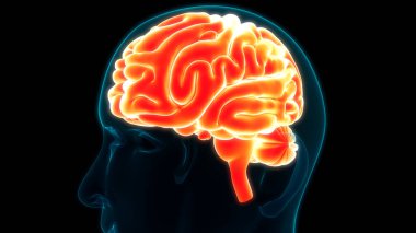 İnsan Sinir Sistemi Anatomisi Merkezi Organı 'nın 3B İllüstrasyonu
