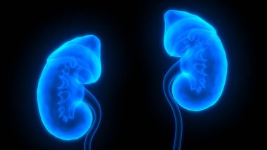 İnsan İdrar Sistemi Böbrekleri İdrarında 3 Boyutlu İllüstrasyon Anatomisi