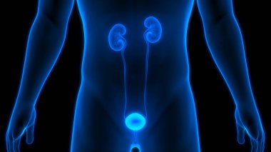 İnsan İdrar Sistemi Böbrekleri İdrarında 3 Boyutlu İllüstrasyon Anatomisi