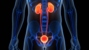 İnsan İdrar Sistemi Böbrekleri İdrarında 3 Boyutlu İllüstrasyon Anatomisi