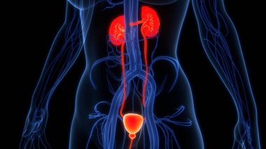 İnsan İdrar Sistemi Böbrekleri İdrarında 3 Boyutlu İllüstrasyon Anatomisi