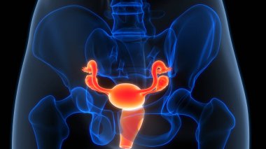 3B Kadın Üreme Sistemi Anatomisi Çizimi