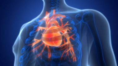 İnsan Dolaşım Sistemi Kalp Anatomisi 'nin 3B İllüstrasyon Kavramı